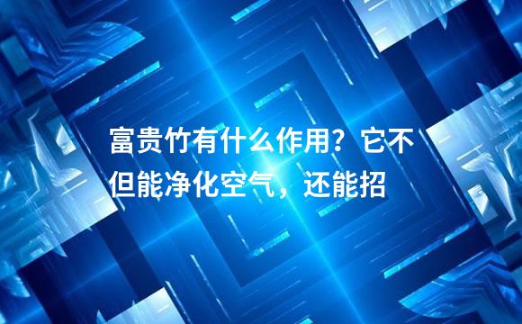 富贵竹有什么作用？它不但能净化空气，还能招