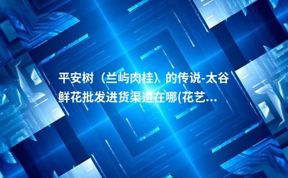 平安树（兰屿肉桂）的传说-太谷鲜花批发进货渠道在哪(花艺)