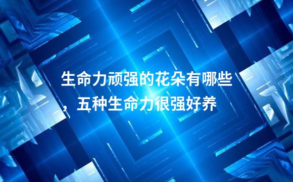 生命力顽强的花朵有哪些，五种生命力很强好养