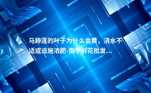 马蹄莲的叶子为什么会黄，浇水不适或追施浓肥-南宁鲜花批发花农直批包邮(花艺)